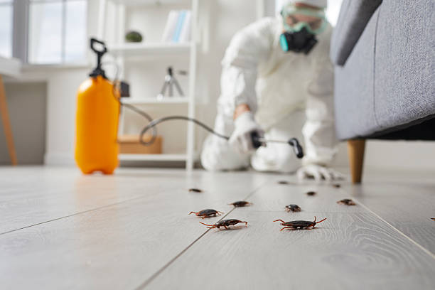 Post-Treatment Bed Bug Interceptor Monitoring in Kaaawa